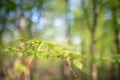 Spring background, green tree leaves on blurred background Royalty Free Stock Photo