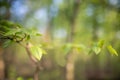 Spring background, green tree leaves on blurred background Royalty Free Stock Photo