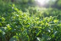 Spring background, green tree leaves on blurred background Royalty Free Stock Photo