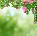 Spring background Royalty Free Stock Photo