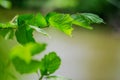 Spring background, green tree leaves on blurred background Royalty Free Stock Photo