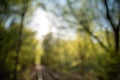 Spring background, green tree leaves on blurred background Royalty Free Stock Photo