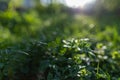 Spring background, green tree leaves on blurred background Royalty Free Stock Photo