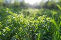 Spring background, green tree leaves on blurred background Royalty Free Stock Photo