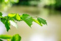 Spring background, green tree leaves on blurred background Royalty Free Stock Photo