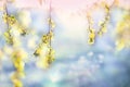 Spring background, green tree leaves on blurred background Royalty Free Stock Photo