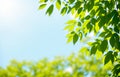 Spring background, green tree leaves on blurred background. blue sky and leaf. Fresh and green leaves, Natural backgrounds. Royalty Free Stock Photo