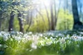 Spring background, green tree leaves on blurred background Royalty Free Stock Photo