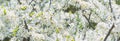Spring background, horizontal banner - flowers of plum tree, interlacing of branches