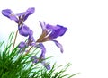 Spring background iris purple flower on green grass isolated in white background space for your text message