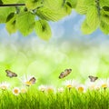 Spring background with leaves Royalty Free Stock Photo