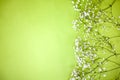 Spring background made with gypsophila on lime or mint green background