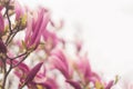 Spring background with magnolia branch