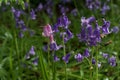Spring background with a mixture of pink and blue bluebells Royalty Free Stock Photo