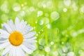 Spring Background Royalty Free Stock Photo