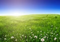 Spring background nature with blooming flowers, and blue sky on a beautiful sunny day. Concept natural landscape wallpaper Royalty Free Stock Photo