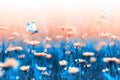 Spring background. Orange flowers and butterfly on a background of blue leaves and stems. Artistic natural macro image.