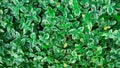 Spring background of periwinkle flower leaves small green with white alba variegata.