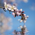 Spring background with pink almond flower