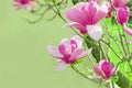 Spring background with pink beautiful magnolias. Blooming magno Royalty Free Stock Photo