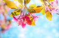 Spring background with pink blossom. Beautiful nature scene with blooming tree against blue sky Royalty Free Stock Photo