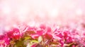 Spring background with pink blossom. Beautiful nature scene with blooming tree and sun Royalty Free Stock Photo