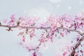 Spring background with pink blossom branch of cherry. Beautiful nature scene