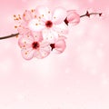 Spring background with pink blossom flowers. Vector 3d illustration. Beautiful vernal floral banner, poster, flyer