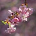 Spring background. Pink cherry blossoms on a tree under a blue sky. Beautiful Sakura flowers during spring time in the park Royalty Free Stock Photo