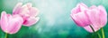 Spring background with pink tulip flowers Royalty Free Stock Photo