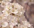 The spring background with plum blossoming twigs.