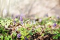 Spring background with purple lilac blossoms and sunbeams Royalty Free Stock Photo