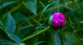 Spring background with a purple peony with an ant on it, with blurred green leaves behind Royalty Free Stock Photo
