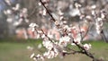 Spring background sakura flowers. beautiful season Royalty Free Stock Photo