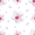 Spring background seamless pattern with sakura blossom Royalty Free Stock Photo