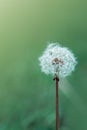 Spring background with single dandelion on green background. Royalty Free Stock Photo