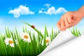 Spring background with sky, flowers, grass Royalty Free Stock Photo