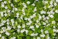 Spring background of small blue and white flowers Veronica persica on a green meadow, top view. Royalty Free Stock Photo
