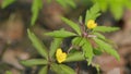 Spring background of small yellow flowers. Yellow anemone. Anemonoides ranunculoides.