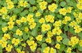 Spring background of small yellow flowers and green leaves