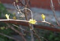 Spring background.A sprig of the grape plant sprouts in spring Royalty Free Stock Photo