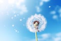Nature dandelion plant spring flower sky Royalty Free Stock Photo
