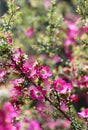 Spring background of sunny garden scene of the pink red flowers of the Australian native Leptospermum tea tree