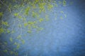 Spring background. Tree branch with young green leaves on background of ripple water