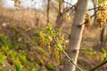 Spring background with a twig with young leaves