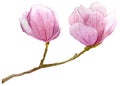 Spring background with watercolor branch of magnolia .hand drawn botanical illustration.