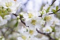spring background with white blooming cherry tree, beautiful flowers Royalty Free Stock Photo