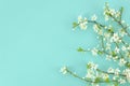 Spring background with white blossom tree branches light mint background. Top view with copy space Royalty Free Stock Photo