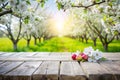 Spring background with white blossoms and white wooden table. Spring apple garden on the background Royalty Free Stock Photo
