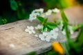 Spring background with white cherry blossoms and rustic wooden table for a easter decoration